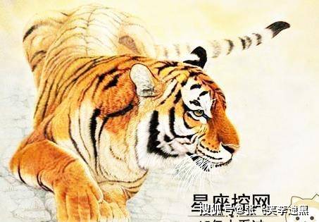 山上王中王，揭秘生肖奧秘——探尋生肖之王的獨(dú)特魅力，探尋生肖之王，山上王中王，揭秘生肖奧秘的獨(dú)特魅力
