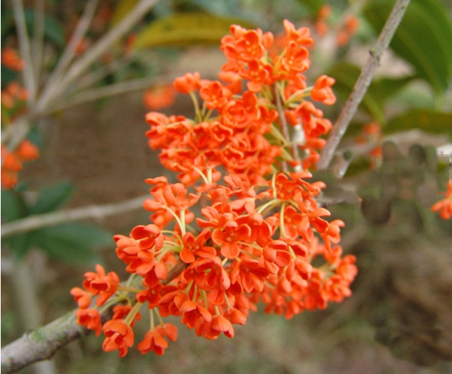 探索狀元紅彩官網(wǎng)，014996的魅力與特色，狀元紅彩官網(wǎng)探秘，魅力特色與014996的神秘面紗