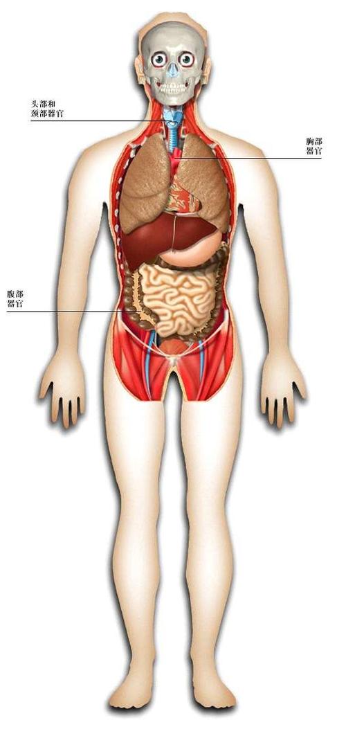 深入了解人體內(nèi)臟結(jié)構(gòu)圖，功能與重要性的綜合解析，人體內(nèi)臟結(jié)構(gòu)圖詳解，功能、重要性及綜合解析