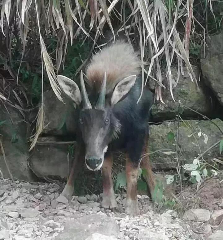 揭秘四不像澳門，探索神秘背后的真相，澳門揭秘，四不像背后的神秘真相探索